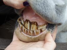 Horse Teeth Extraction 4