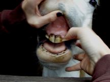 Horse Teeth Extraction 4