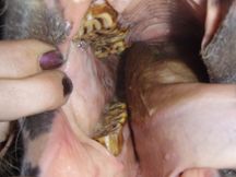 Horse Teeth Extraction 4