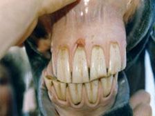 Horse Teeth Extraction 4