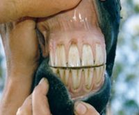 Horse Teeth Extraction 4
