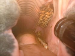 Horse Teeth Extraction 4