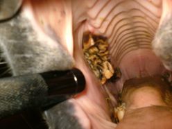 Horse Teeth Extraction 4