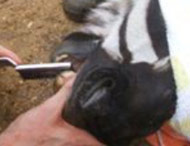 Horse Teeth Extraction 1