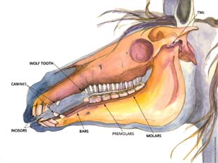 Horse Dental Work