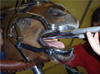 Horse Teeth Extraction 1