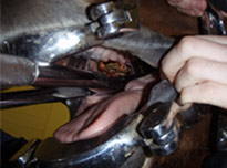 Horse Teeth Extraction 3