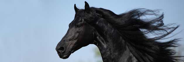 Dentistry for Horses