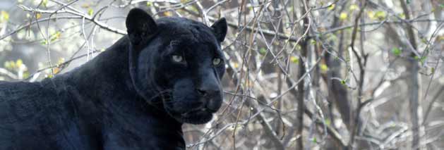 Dentistry for Safari Park Animals