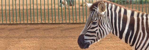 Dentistry for Zoo Animals