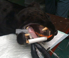 Panther Teeth Extraction