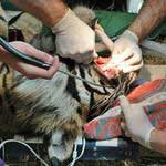 Tiger dentistry