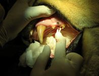 Tiger Teeth Extraction
